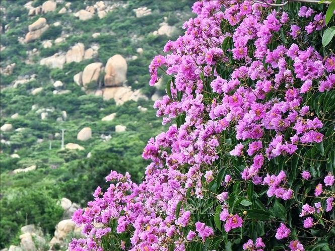 Hoa bằng lăng nở thành từng chùm, đua nhau khoe sắc tím. Ảnh: Nguyễn Thành – TTXVN