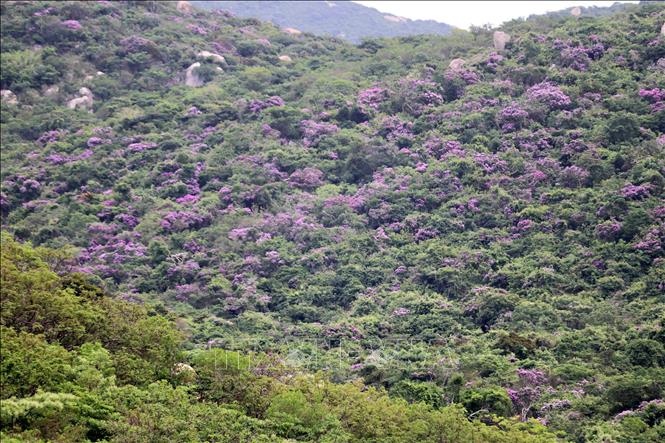 Rừng hoa bằng lăng nở rộ tạo nên khung cảnh thiên nhiên đầy mê hoặc. Ảnh: Nguyễn Thành – TTXVN