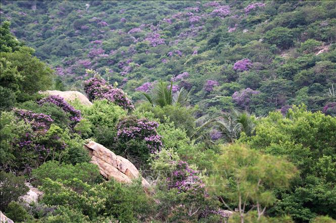 Hoa bằng lăng rừng nở tạo thành khung cảnh thiên nhiên thơ mộng và đầy sức sống. Ảnh: Nguyễn Thành – TTXVN