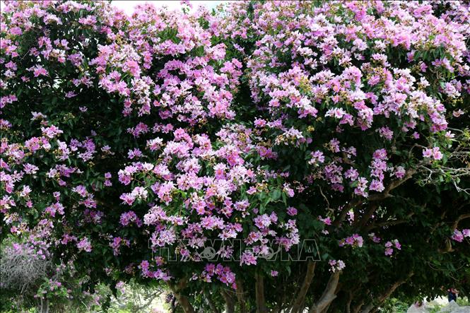 Tháng 7 là khoảng thời gian hoa bằng lăng rừng ở Ninh Thuận nở rộ. Ảnh: Nguyễn Thành – TTXVN