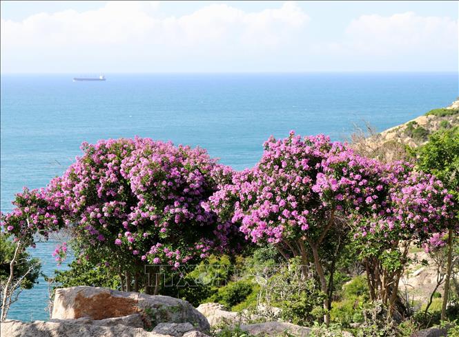 Hoa bằng lăng khoe sắc trong nắng sớm. Ảnh: Nguyễn Thành – TTXVN
