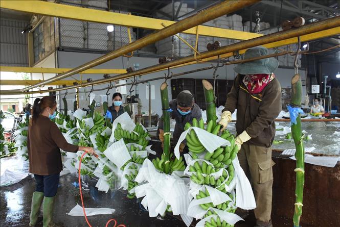 Sơ chế chuối xuất khẩu tại Công ty TNHH Một thành viên Kizuna tại thôn Tân Long, xã Kim Long, huyện Châu Đức. Ảnh: Hoàng Nhị - TTXVN
