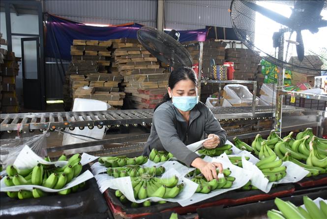 Công ty TNHH Một thành viên Kizuna tại thôn Tân Long, xã Kim Long, huyện Châu Đức là đơn vị có mã vùng xuất khẩu chuối đi các thị trường Hàn Quốc, Trung Quốc, Nhật Bản...Ảnh: Hoàng Nhị - TTXVN