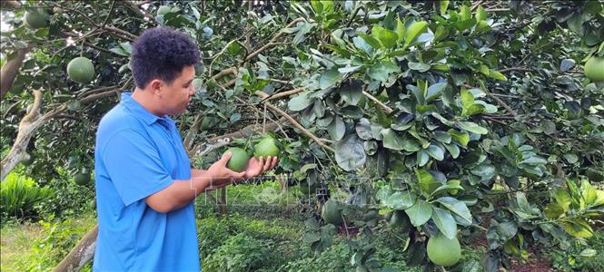 Bưởi da xanh Sông Xoài, thị xã Phú Mỹ đã được cấp mã vùng xuất khẩu đi thị trường Hoa Kỳ. Ảnh: Hoàng Nhị - TTXVN