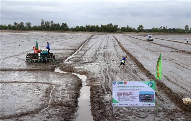 The project is launched at the rice fields of the Phu Hoa Cooperative, Tan Hoi commune, Tan Hiep district. VNA Photo: Lê Huy Hải