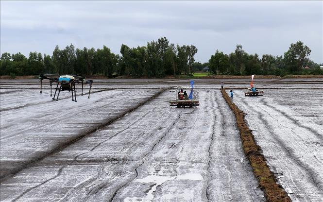 The project is launched at the rice fields of the Phu Hoa Cooperative, Tan Hoi commune, Tan Hiep district. VNA Photo: Lê Huy Hải