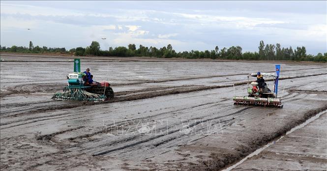 The project is launched at the rice fields of the Phu Hoa Cooperative, Tan Hoi commune, Tan Hiep district. VNA Photo: Lê Huy Hải