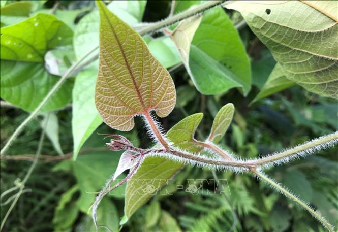 Cây La hán quả mọc tại Pù Luông. Ảnh: Nguyễn Nam-TTXN