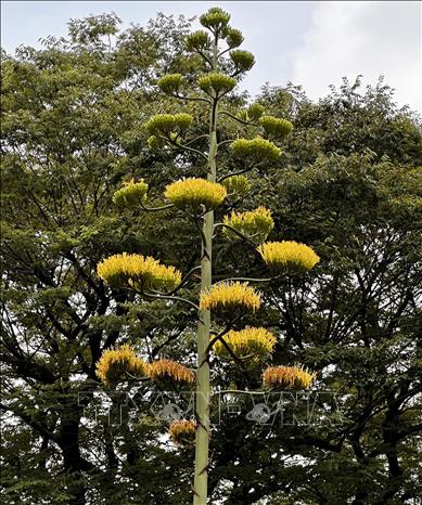 Cây thùa nở hoa vàng rực rỡ ởtại Công viên Hibiya ở Tokyo. Ảnh: Nguyễn Tuyến - PV TTXVN tại Nhật Bản