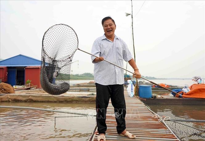 Thương binh 2/4 Nguyễn Quang Tiếp (xã Mai Động, huyện Kim Động, Hưng Yên) làm giàu từ mô hình nuôi cá lồng. Ảnh: Phạm Kiên - TTXVN