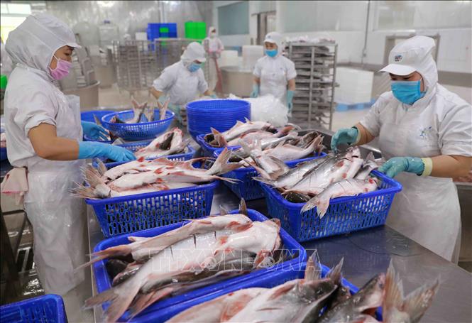 Processing tra fish for exports in a factory of the Sao Mai Group in the Mekong delta province of Dong Thap. VNA Photo: Vũ Sinh