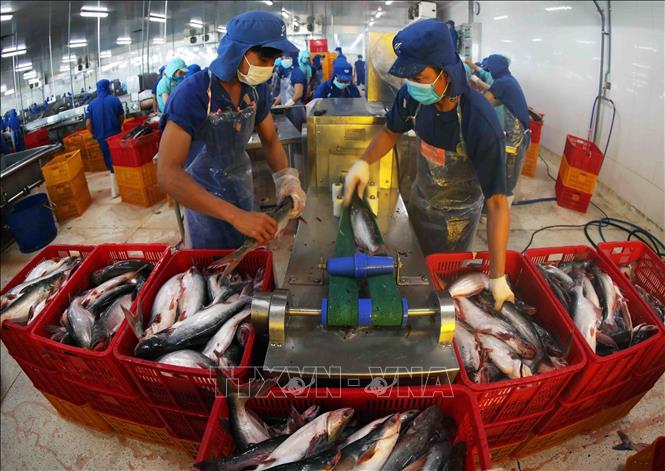 Processing tra fish for exports in a factory of the Sao Mai Group in the Mekong delta province of Dong Thap. VNA Photo: Vũ Sinh