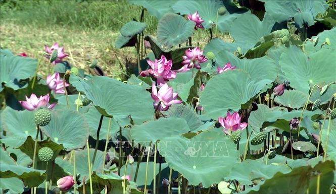 Farmer Le Duy Trinh earns an income of 80 million USD per year from each hectare of lotus in Quang Ninh district, Quang Binh province. VNA Photo: Tá Chuyên