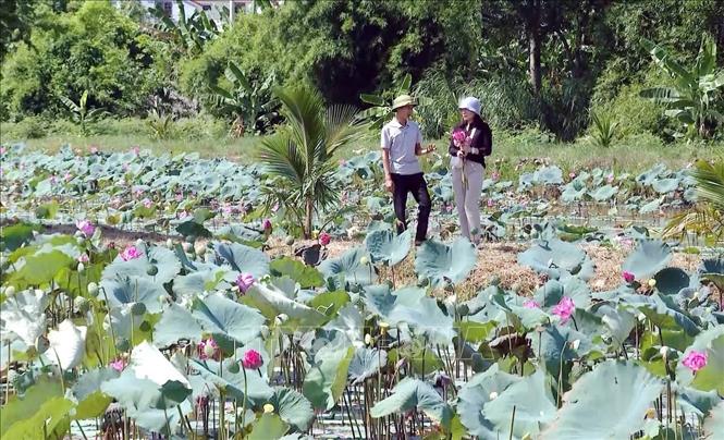 Farmer Le Duy Trinh introduces his model of lotus farming combined with ecotourism in Quang Binh province. VNA Photo