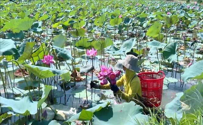 Harvesting lotus flowers in Ta Phan cooperative, Quang Ninh district, Quang Binh province. VNA Photo