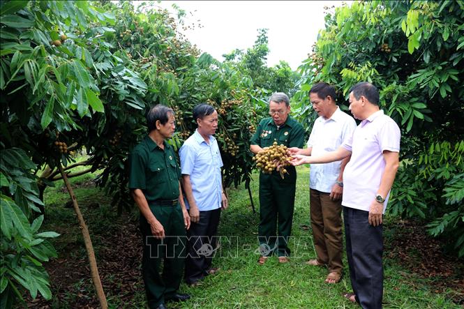 Lãnh đạo và hội viên Hội Cựu chiến binh xã Lưỡng Vượng, thành phố Tuyên Quang thăm vườn nhãn của cựu chiến binh Trần Mạnh Mật. Ảnh: Hoàng Hải - TTXVN
