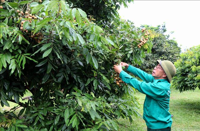 Cựu chiến binh Trần Mạnh Mật thu hoạch nhãn. Ảnh: Hoàng Hải - TTXVN