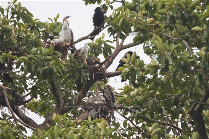 Đàn chim Cổ Rắn đến cư ngụ và sinh sản trên một cây cổ thụ tại Khu du lịch Bửu Long, trong đó có nhiều tổ và chim non. Ảnh: Đăng Ninh - TTXVN phát