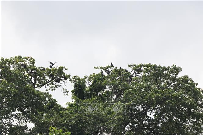 Khu vực cây cổ thụ trên một hòn đảo thuộc hồ Long Ẩn, nơi đàn chim Cổ Rắn cư ngụ và sinh sản. Ảnh: Sỹ Tuyên - TTXVN