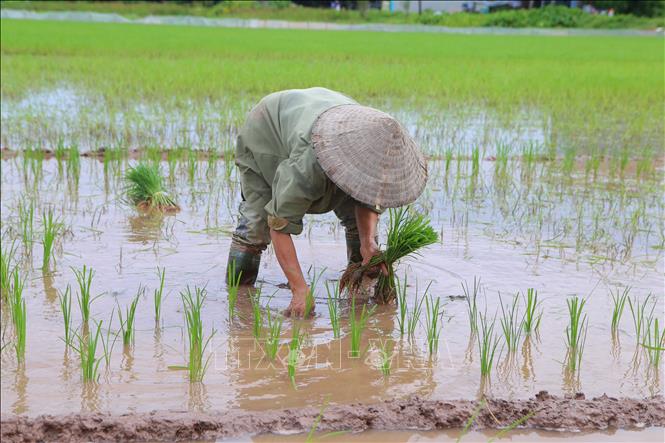 Tận dụng nước vừa rút, người dân xã Nghĩa An (Nam Trực, Nam Định) dặm, cấy lại lúa để bảo đảm khung thời vụ. Ảnh: Công Luật - TTXVN