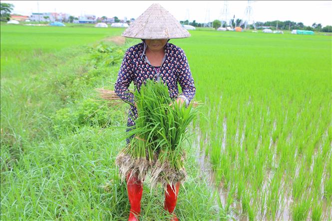 Người dân xã Nam Hùng (Nam Trực, Nam Định) chuẩn bị mạ để gieo cấy lại. Ảnh: Công Luật - TTXVN
