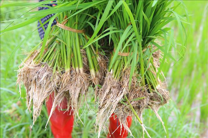 Mạ dư, mạ dự phòng được nông dân Nam Định chuẩn bị để gieo cấy lại nhằm bảo đảm khung thời vụ. Ảnh: Công Luật - TTXVN