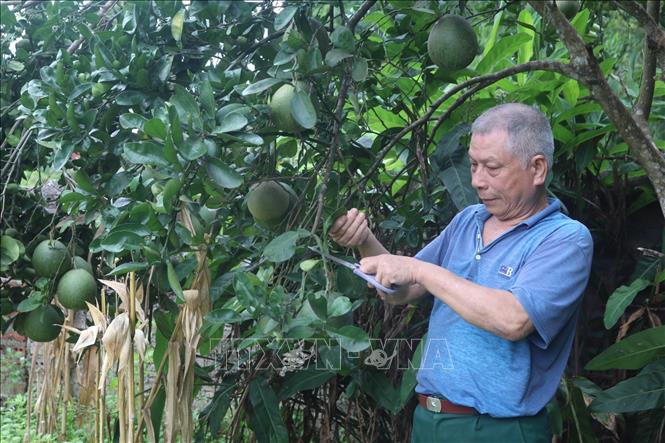 Ông Triệu Quốc Tài (dân tộc Nùng, thương binh hạng 4/4) tại xóm Dẻ Đoóng, xã Hồng Việt, huyện Hoà An, tỉnh Cao Bằng. Ảnh: Chu Hiệu - TTXVN