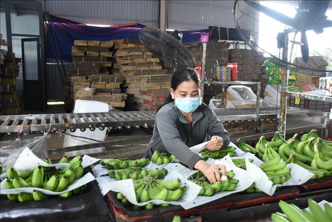 Pre-processing bananas for export at the Kizuna Co. Ltd in Chau Duc district, the southern province of Ba Ria-Vung Tau. VNA Photo: Hoàng Nhị