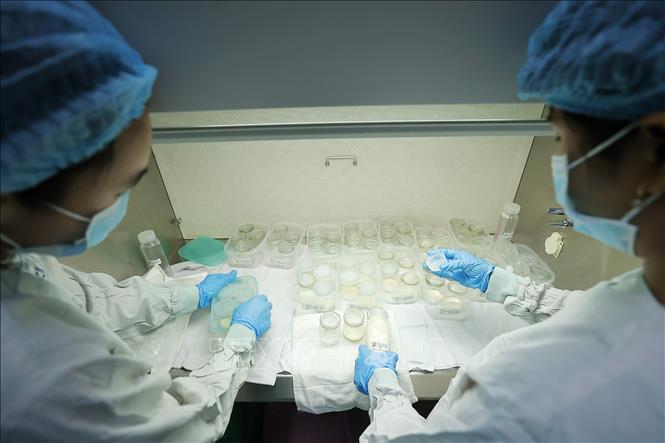 Human milk is processed, stored and distributed under a strictly regulated process to ensure donated milk is safe, has high quality and meets the needs of at-risk children. VNA Photo: Minh Quyết