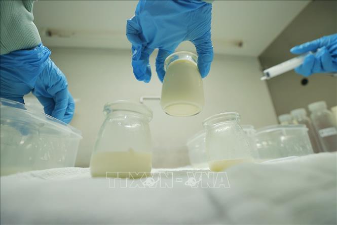 Human milk is processed, stored and distributed under a strictly regulated process to ensure donated milk is safe, has high quality and meets the needs of at-risk children. VNA Photo: Minh Quyết