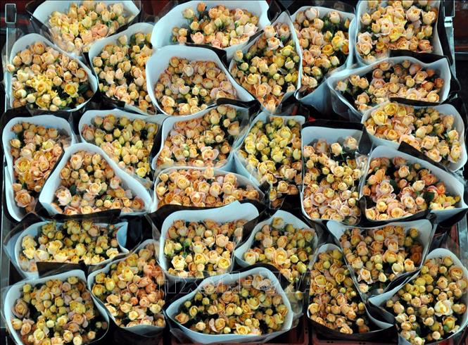 Hiện, hoa từ Đầu Nam không chỉ chiếm trên 70% thị phần tại các thành phố lớn và vừa của Trung Quốc, mà còn xuất khẩu sang hơn 50 quốc gia và khu vực. Ảnh: Thành Dương - Phóng viên TTXVN tại Trung Quốc