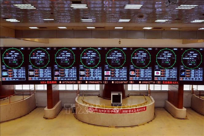 Vào đầu giờ chiều hàng ngày là thời gian cho các phiên đấu giá, với số lượng trung bình khoảng 5 đến 6 triệu cành hoa được giao dịch. Ảnh: Thành Dương - Phóng viên TTXVN tại Trung Quốc