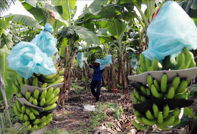 Planting bananas for export to Chinese market in Long An province’s Moc Hoa district. VNA Photo: Vũ Sinh