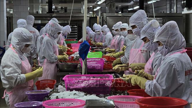 Processing frozen shrimps for export at Minh Phu Company in Ca Mau city. VNA Photo: Kim Há