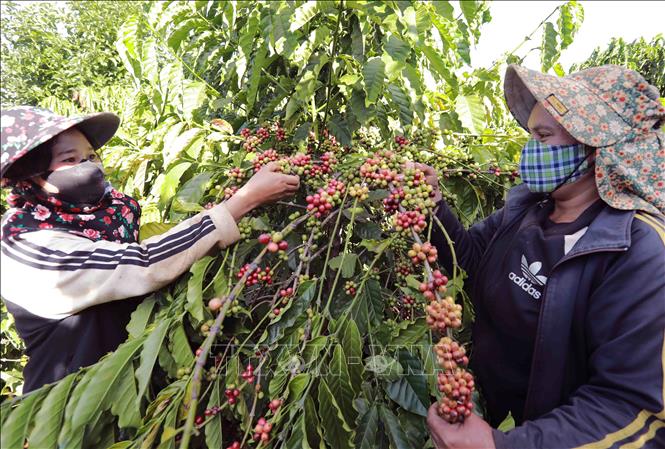 Harvesting coffee for export in Gia Lai province’s Dak Doa district. VNA Photo: Vũ Sinh