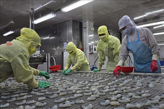 Processing frozen shrimps for export at Minh Phu Company in Ca Mau city. VNA Photo: Kim Há 