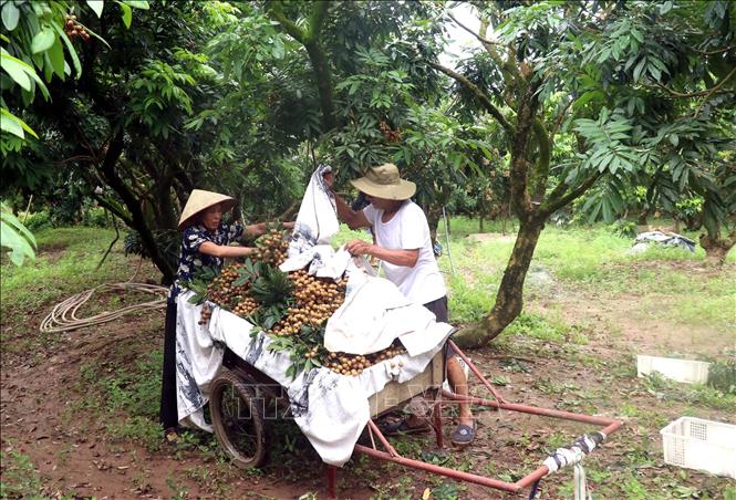 Người dân xã Hồng Nam, thành phố Hưng Yên thu hoạch nhãn. Ảnh: Đinh Văn Nhiều-TTXVN