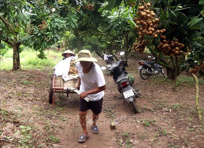 Người dân dùng xe cải tiến để chở nhãn. Ảnh: Đinh Văn Nhiều-TTXVN