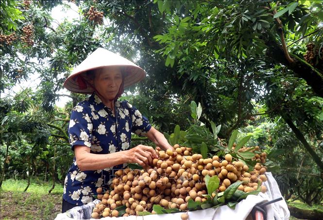 Người dân xã Hồng Nam, thành phố Hưng Yên thu hoạch nhãn. Ảnh: Đinh Văn Nhiều-TTXVN