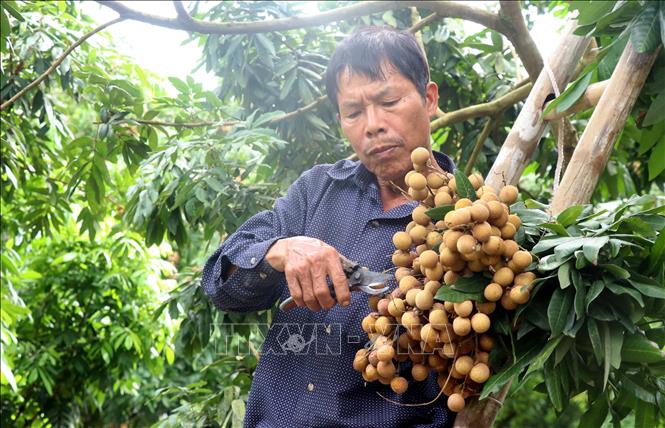 Người dân xã Hồng Nam, thành phố Hưng Yên thu hoạch nhãn. Ảnh: Đinh Văn Nhiều-TTXVN