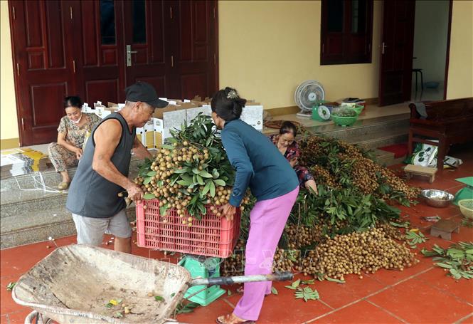 Nhãn thu hoạch về nhà được cắt tỉa trước khi xuất bán. Ảnh: Đinh Văn Nhiều-TTXVN