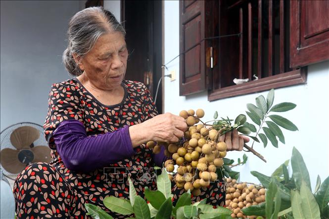 Nhãn thu hoạch về nhà đươc cắt tỉa trước khi xuất bán. Ảnh: Đinh Văn Nhiều-TTXVN