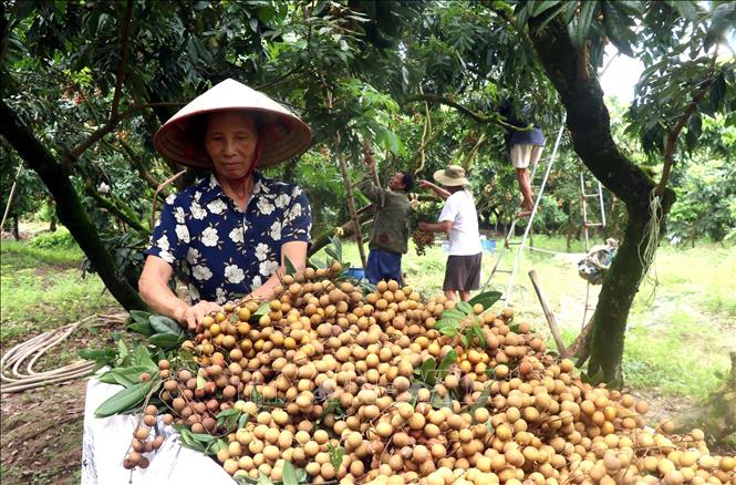  Người dân xã Hồng Nam, thành phố Hưng Yên thu hoạch nhãn. Ảnh: Đinh Văn Nhiều-TTXVN