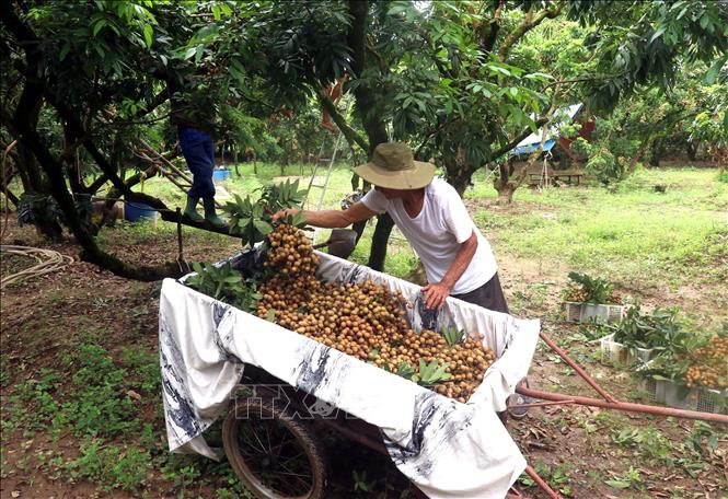A farmer in Hong Nam commune, Hung Yen city harvests longan. VNA Photo: Đinh Văn Nhiều