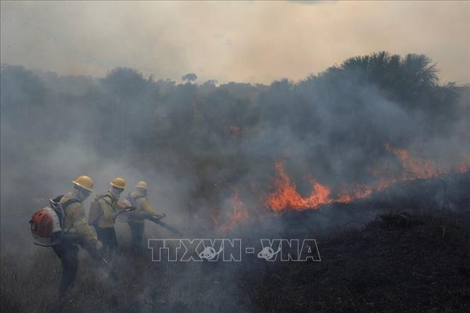 Lính cứu hỏa dập lửa cháy rừng Amazon tại bang Amazonas, Brazil. Ảnh: REUTERS/TTXVN