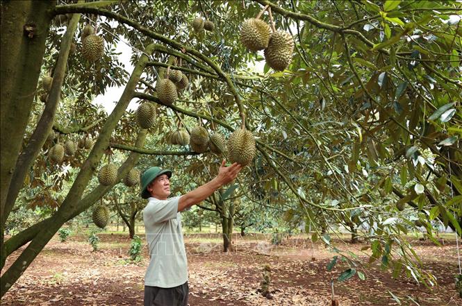 Ông Quách Anh Tuấn, xã Ea Yông, huyện Krông Pắc, tỉnh Đắk Lắk thăm vườn sầu riêng gần đến ngày thu hoạch. Ảnh: Hoài Thu - TTXVN