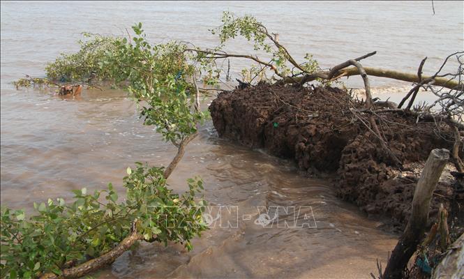 Sạt lở kết hợp với sóng lớn khiến nhiều diện tích rừng phòng hộ bị ảnh hưởng.
Ảnh: Chanh Đa-TTXVN