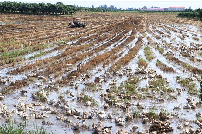 Đàn vịt cò chạy đồng ở xã Tân Mỹ, huyện Thanh Bình (Đồng Tháp). Ảnh: Nguyễn Văn Trí - TTXVN