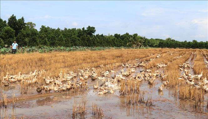 Đàn vịt cò chạy đồng ở xã Tân Mỹ, huyện Thanh Bình (Đồng Tháp). Ảnh: Nguyễn Văn Trí - TTXVN