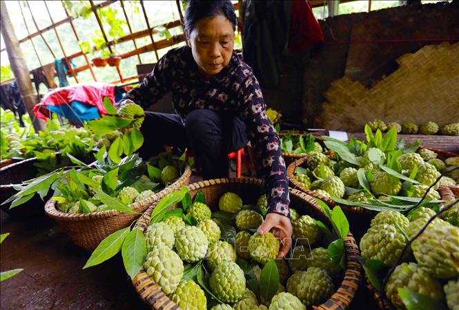 Hộ ông Hoàng Văn Chức là thành viên Tổ sản xuất na VietGAP Lũng Than, thị trấn Đồng Mỏ, huyện Chi Lăng, có diện tích 3,5ha trồng na, dự kiến năm nay thu hoạch khoảng 20 tấn quả. Ảnh: Vũ Sinh – TTXVN